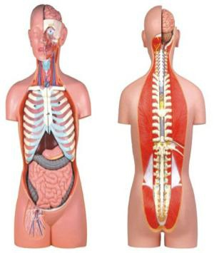 Open torso model of male and female human back (85cm/27pcs),Skeletal model