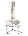 Spine with pelvis and half leg bone model (flexible),Skeletal model