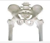 Pelvis with two lumbar vertebrae and half leg bone model,Skeletal model